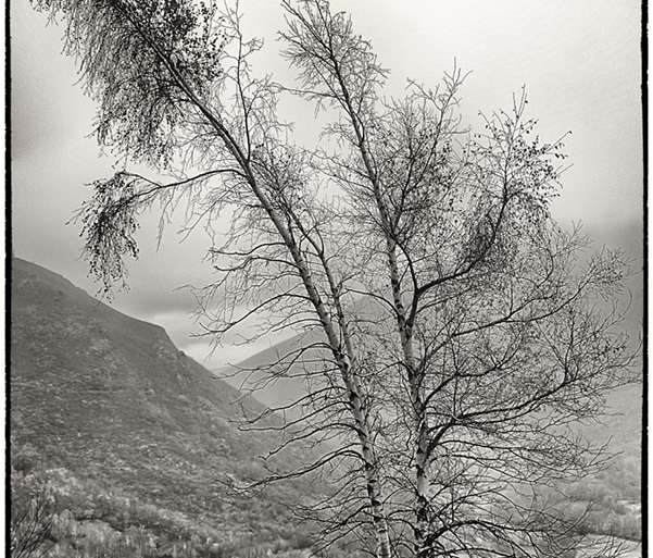 GEMELOS PARA SIEMPRE