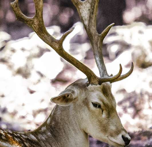 EL REPOSO CONFIADO DEL GAMO