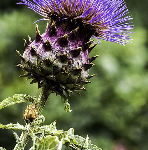 BELLEZAS OCULTAS DEL CARDO