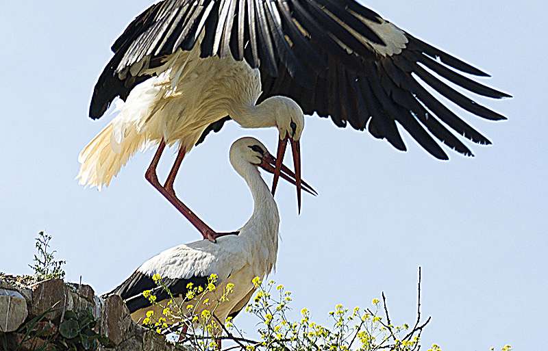 PREPARANDO LA CÓPULA