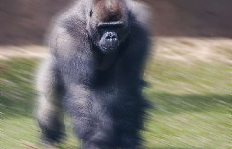 GORILA EN MOVIMIENTO