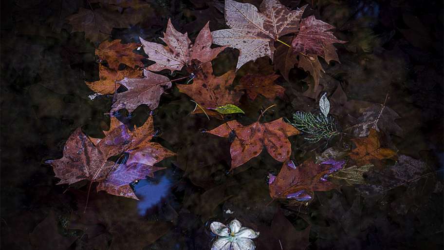 EL OTOÑO SOBRE EL AGUA