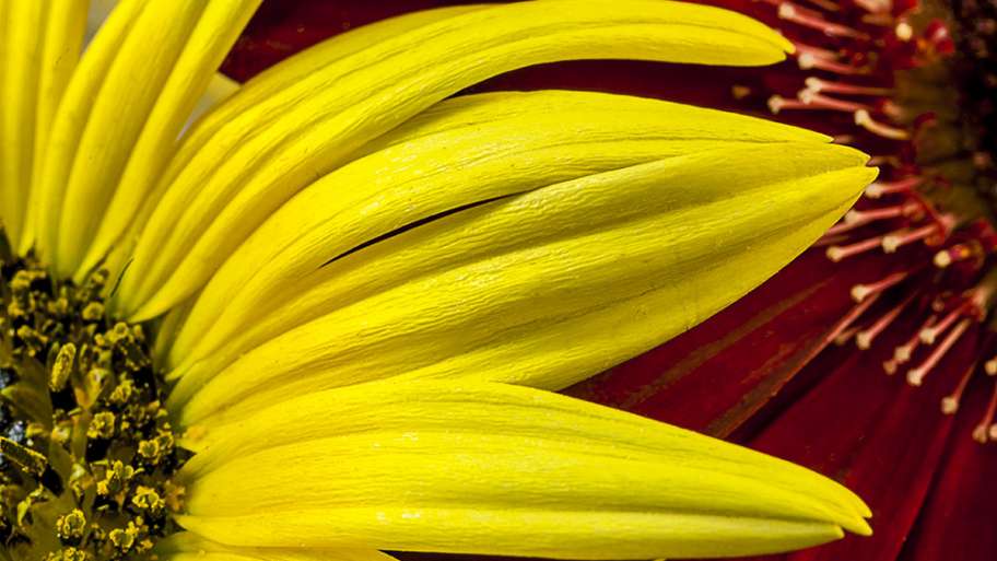 PÉTALOS EN CONTRASTE