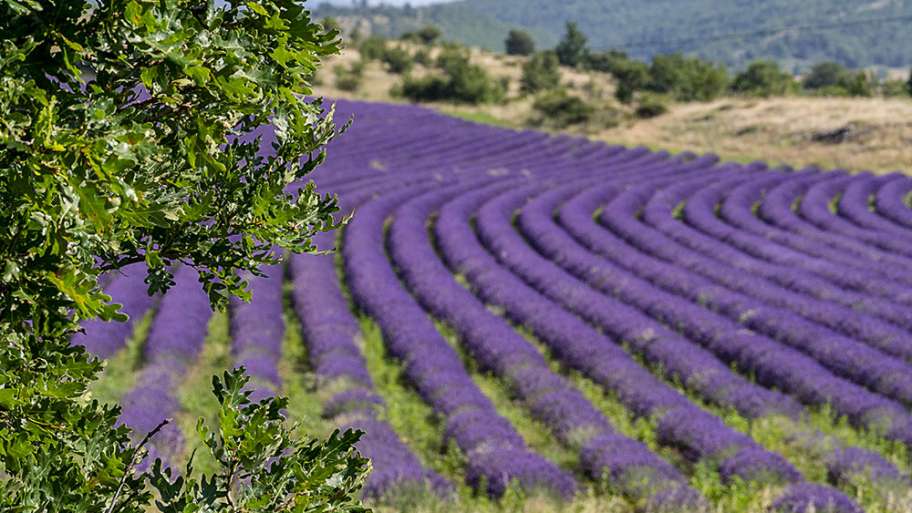 ONDULACIONES RÍTMICAS DE VERANO