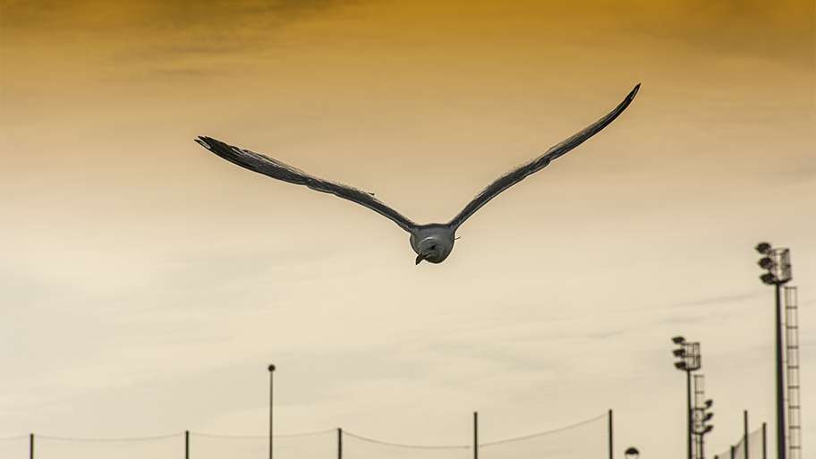 LIBERTAD DE DESPLAZAMIENTO, SIN RESTRICCIONES