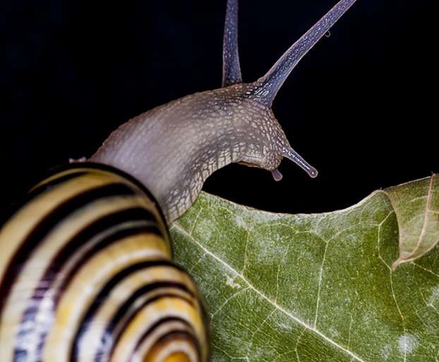 LA ESCALADA DEL CARACOL