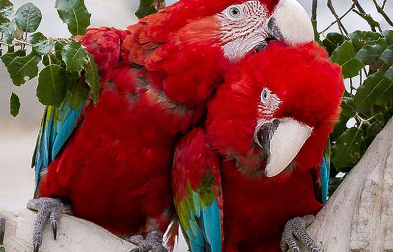 CARANTOÑAS BIEN RECIBIDAS