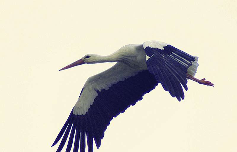 PROXIMIDAD TEMERARIA