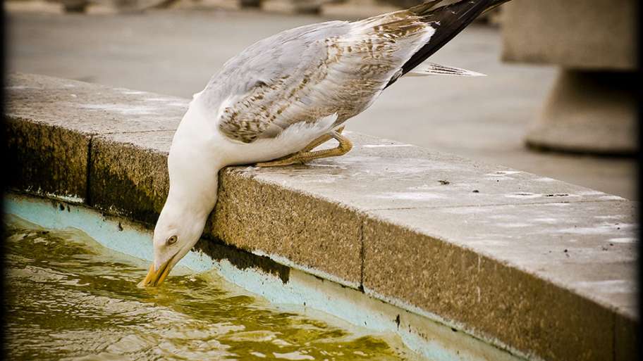 ACROBACIA POR LA SED