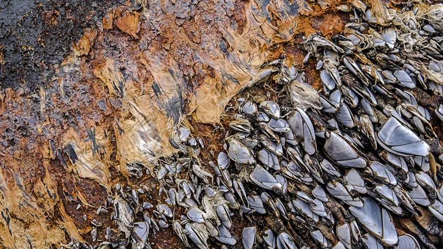 LA HERRUMBRE Y LA VIDA