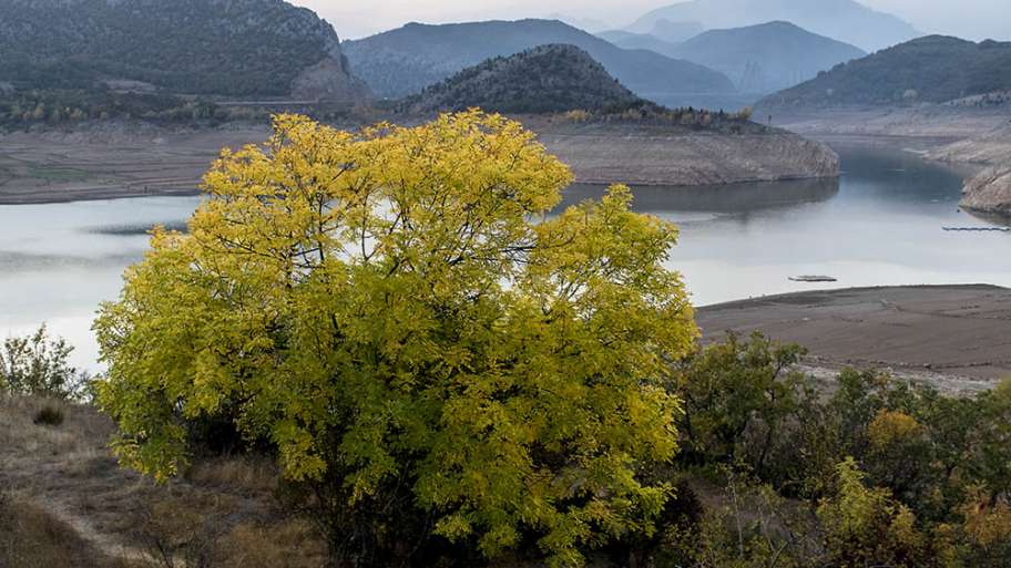 BROTE DE LA SEQUEDAD