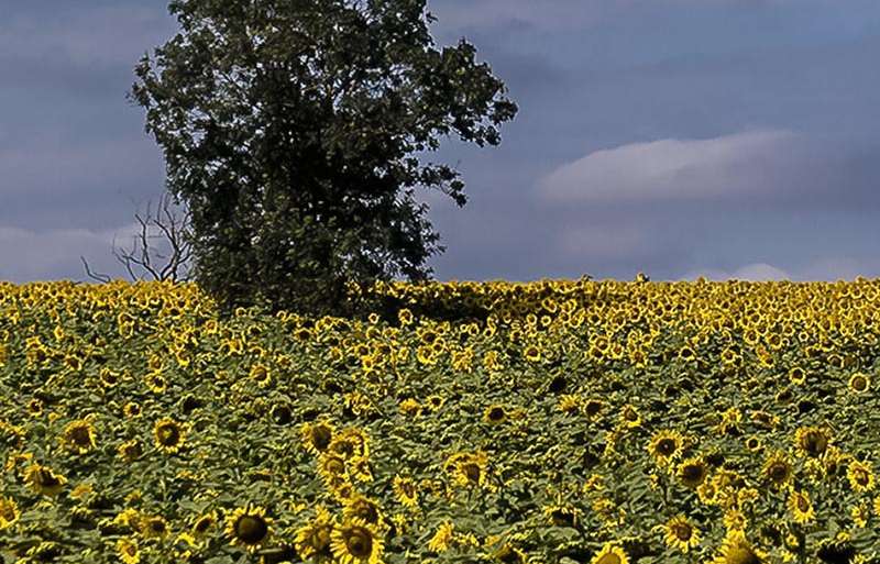 EL ÁRBOL VIGILA LOS GIRASOLES