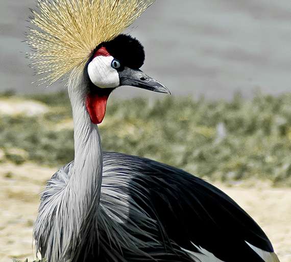 EL ORGULLO REAL DE LA GRULLA