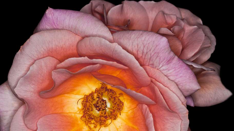 EXHIBICIONISMO ÍNTIMO DE LA ROSA