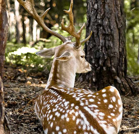 GAMO EN REPOSO -LA CUNIACHA-
