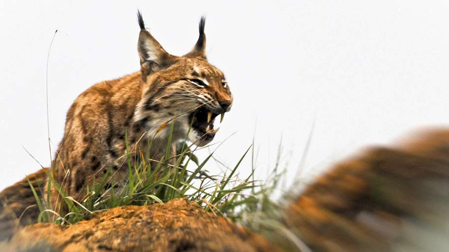 EL LINCE SE DEFIENDE