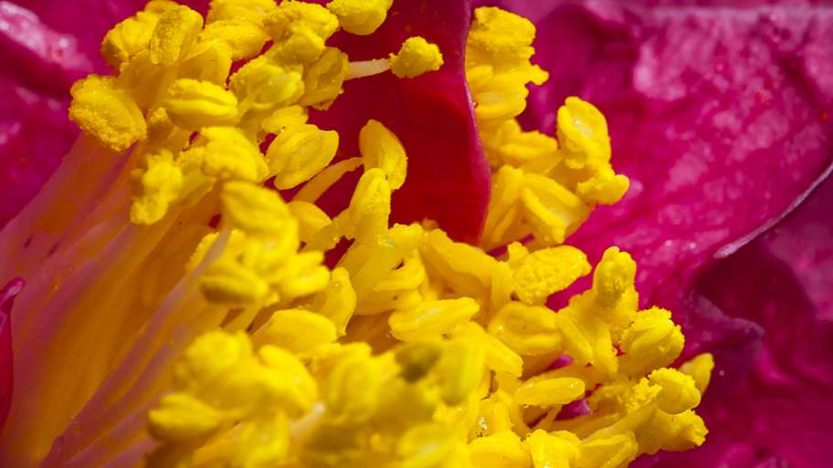 ESTAMBRES DE CAMELIA