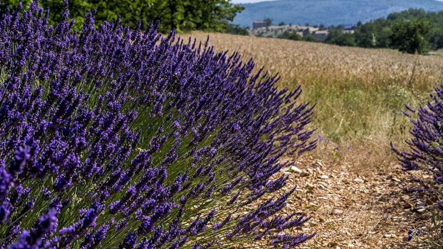 CAMPOS DE LAVANDA PROVENZAL