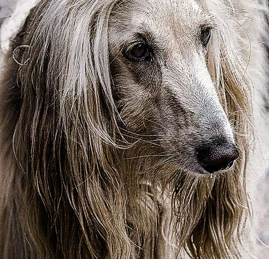 GALGO AFGANO DE CONCURSO