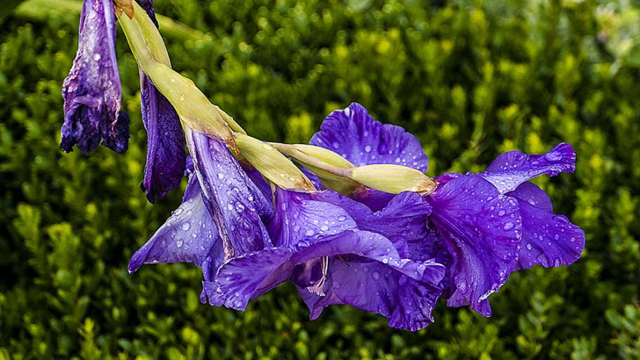 GLADIOLO TRAS LA LLUVIA
