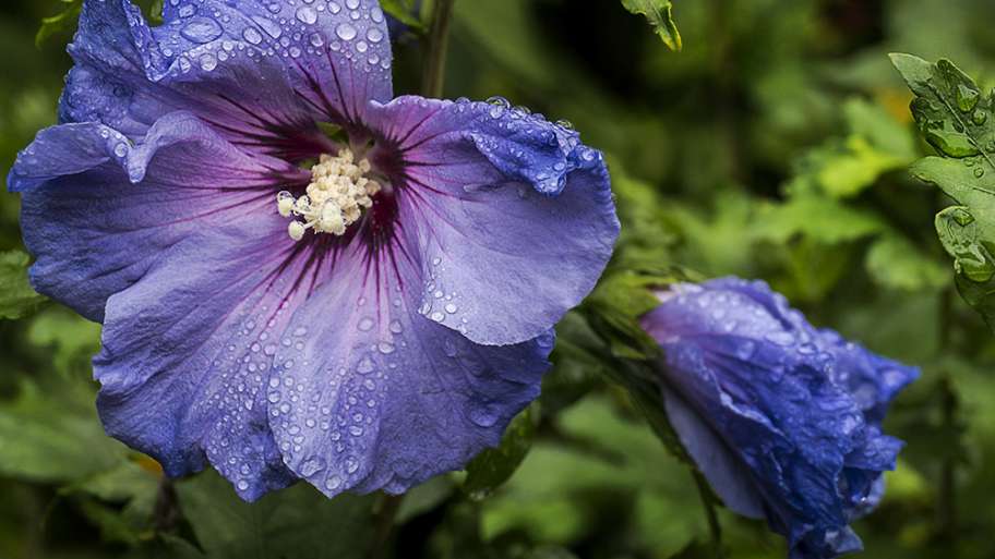 FLORES BAJO LA LLUVIA