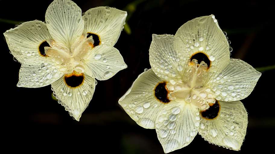 FLORES BAJO LA LLUVIA