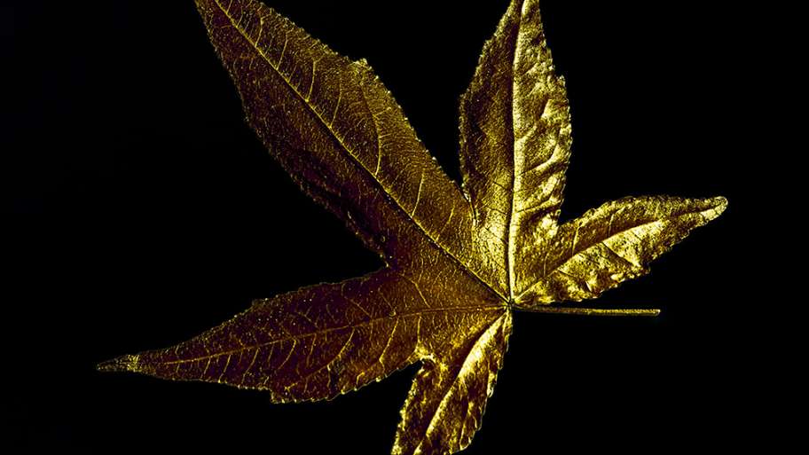 LIQUIDÁMBAR METÁLICO