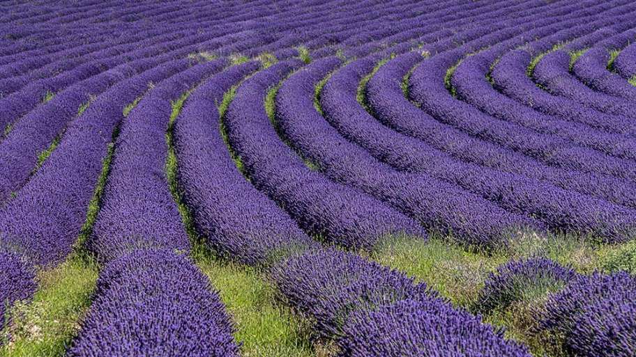 MONOCULTIVO RÍTMICO