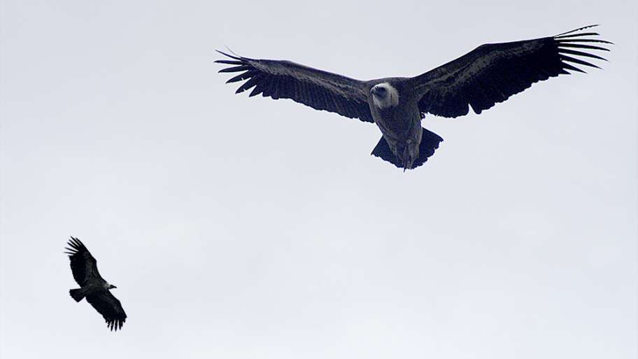 BUITRES DEL DURATÓN