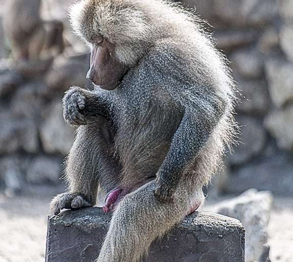 ACOJONADO POR EL CORONAVIRUS