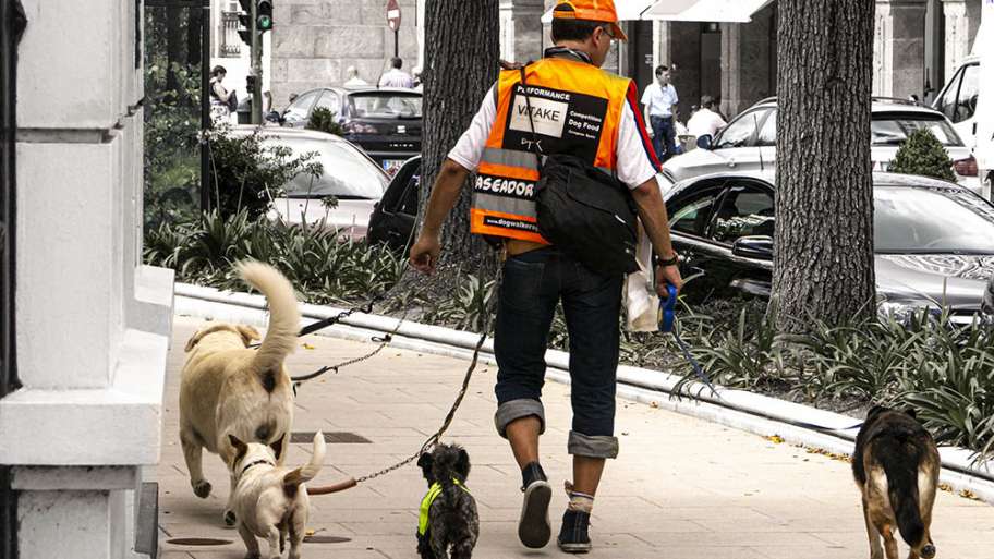 PASEANDO PERROS POR DINERO