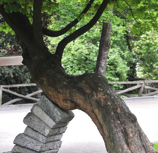 ÁRBOL CANSADO Y HUMILLADO