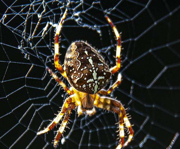 AMANECE PARA LA ARAÑA