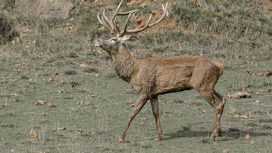 ORGULLO DE CIERVO JOVEN