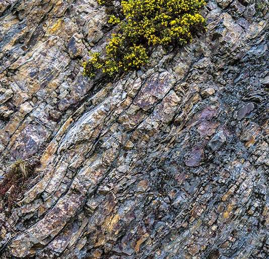 LA VIDA SE ABRE PASO (CASI) SIEMPRE