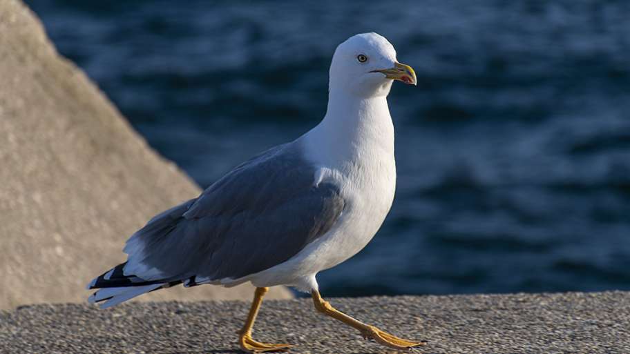 DE PASEO POR EL PUERTO