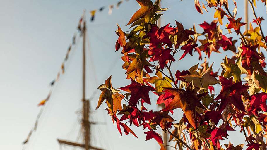 LIQUIDÁMBAR ANTICIPADAMENTE OTOÑAL, CON MÁSTILES DE VELERO DE FONDO