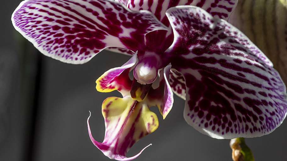 ORQUÍDEA MADRUGADORA