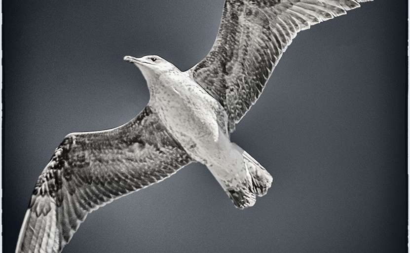 LIBERTAD LIMITADA (POR EL CUADRADO)