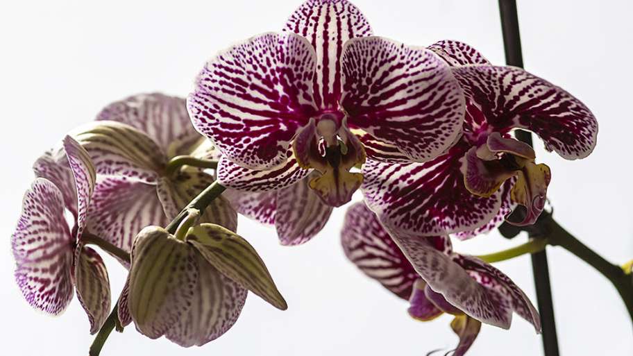 ORQUÍDEAS PARA REGALAR