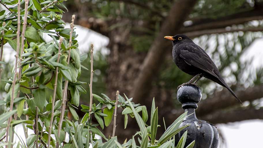 MIRLO O ZORZAL, VULGO TORDO