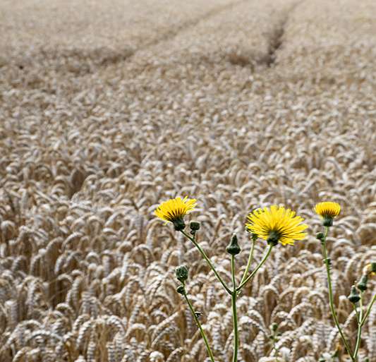 VERANO LISTO PARA LA SIEGA
