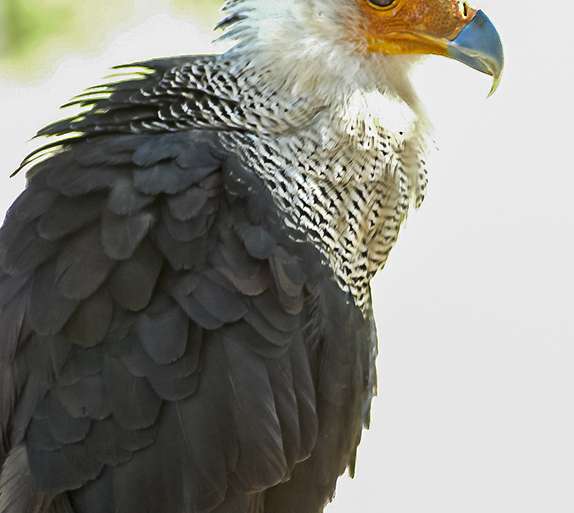 CARACARA NORTEÑO (O CHERIWAY)