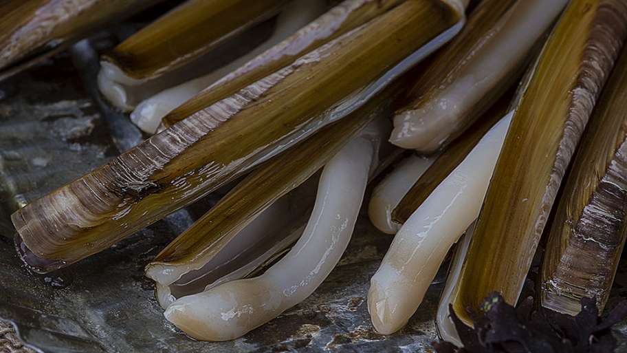 NAVAJAS FRESCAS (QUE NO CORTAN)