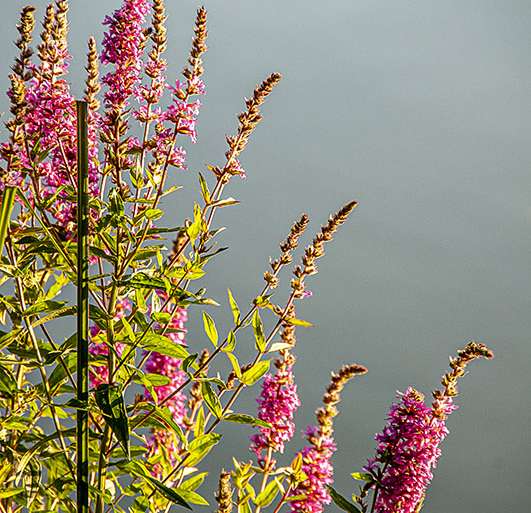 UN TOQUE DE COLOR VERANIEGO (EN DÍA GRIS)
