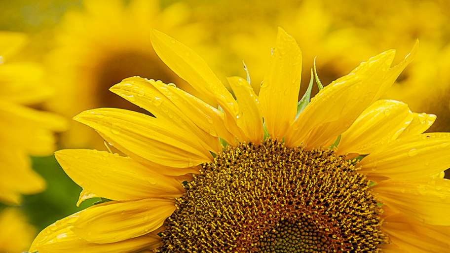 EL AMARILLO INTENSO DE LOS GIRASOLES