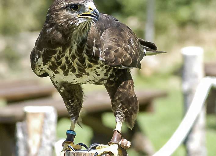 AGUARDANDO TURNO DE ACTUACIÓN