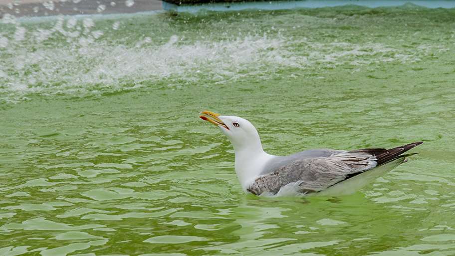 DISFRUTANDO DEL BAÑO MATINAL (EN FUENTE PÚBLICA)