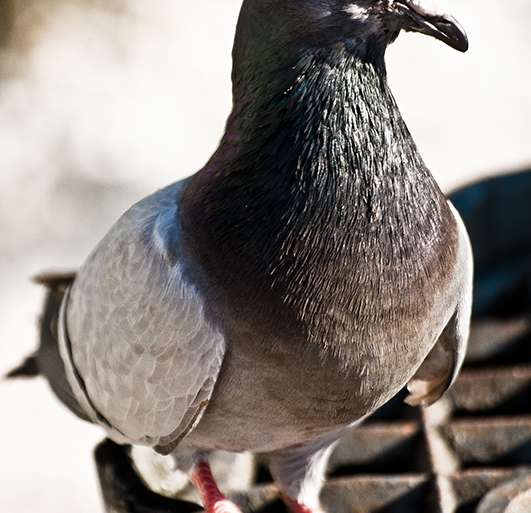 ¡NO DES NI UN PASO MÁS!