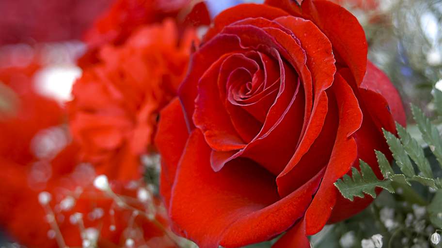 ROSAS EN RAMO FÚNEBRE